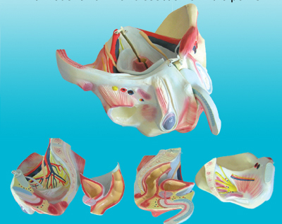 Mô hình khung xương chậu nam